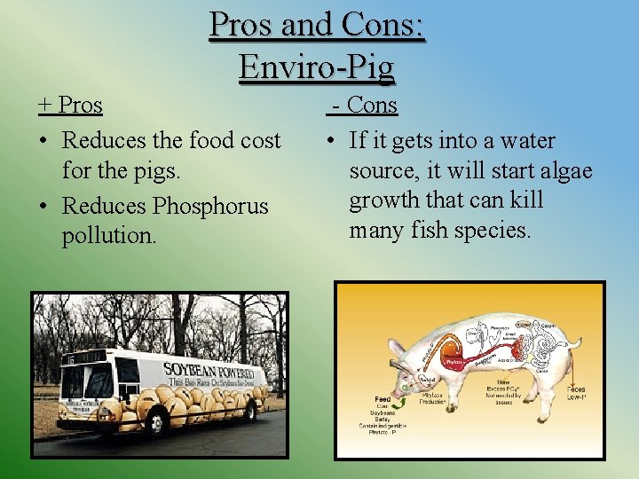 Pros and Cons: Enviro-Pig + Pros • Reduces the food cost for the pigs.