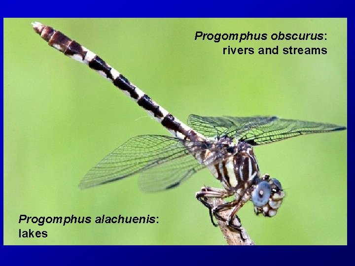 Progomphus obscurus: rivers and streams Progomphus alachuenis: lakes 