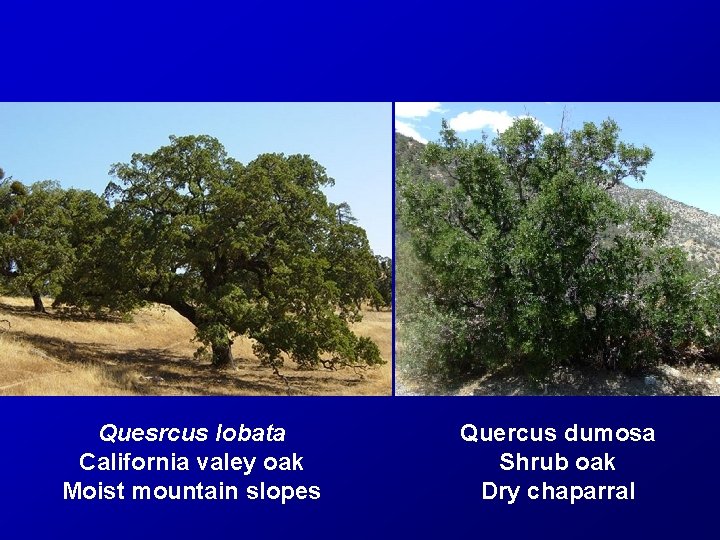 Quesrcus lobata California valey oak Moist mountain slopes Quercus dumosa Shrub oak Dry chaparral