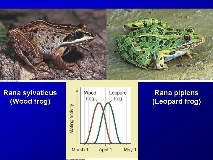 Rana sylvaticus (Wood frog) Rana pipiens (Leopard frog) 