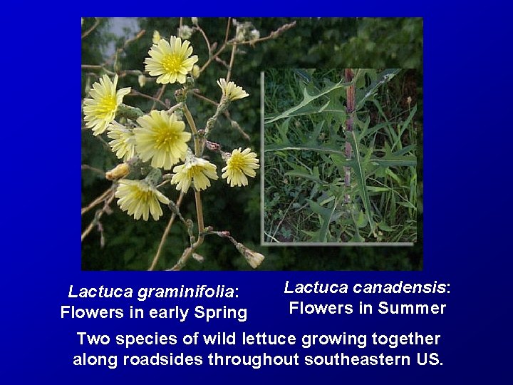 Lactuca graminifolia: Flowers in early Spring Lactuca canadensis: Flowers in Summer Two species of