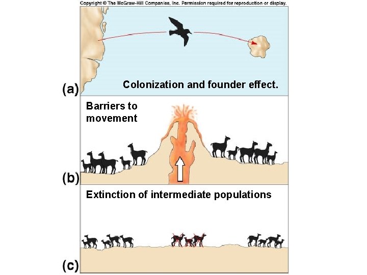 Colonization and founder effect. Barriers to movement Extinction of intermediate populations 