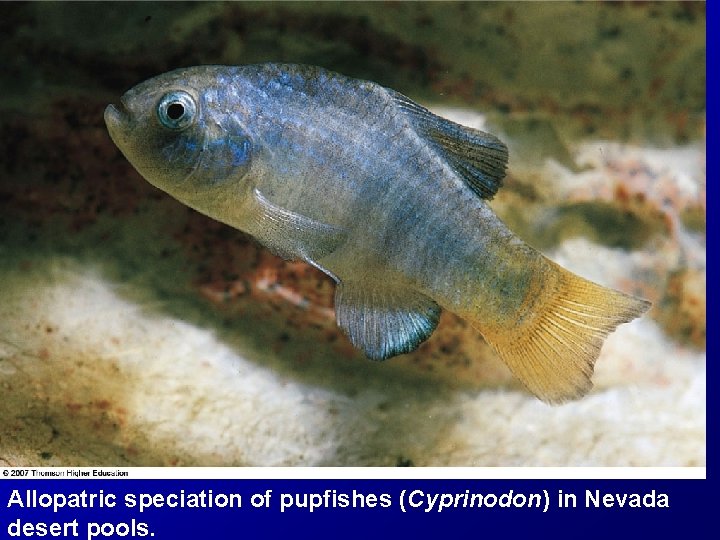 Allopatric speciation of pupfishes (Cyprinodon) in Nevada desert pools. 