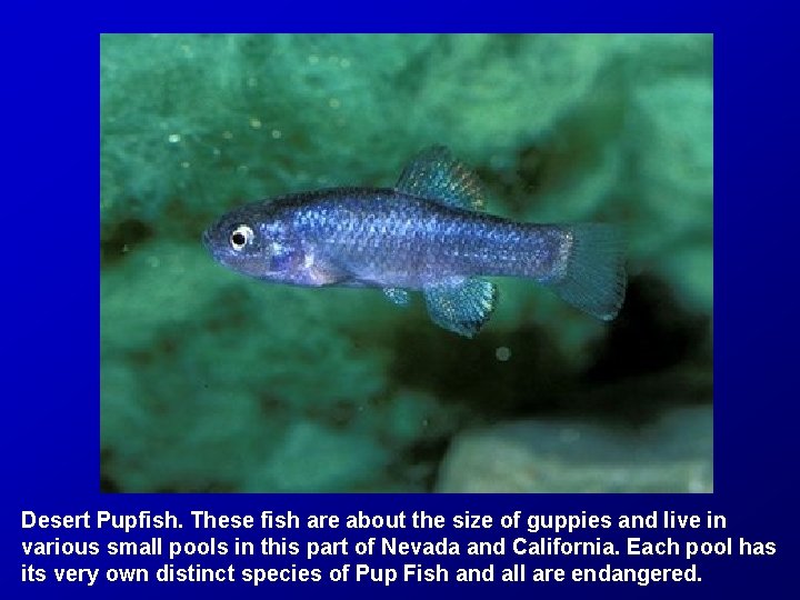 Desert Pupfish. These fish are about the size of guppies and live in various