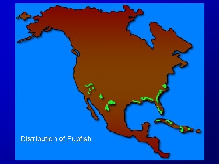 Distribution of Pupfish 