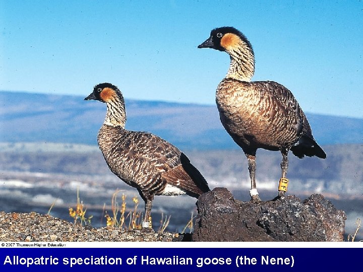 Allopatric speciation of Hawaiian goose (the Nene) 