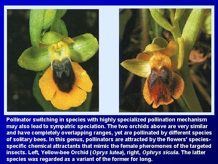 Pollinator switching in species with highly specialized pollination mechanism may also lead to sympatric