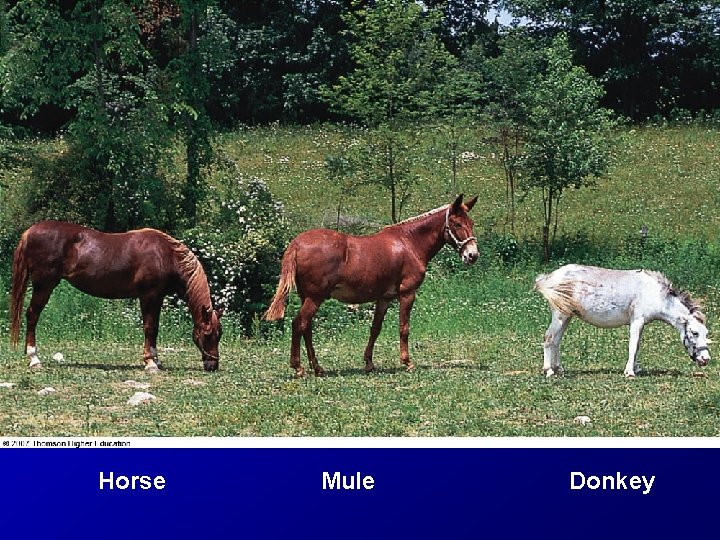 Horse Mule Donkey 