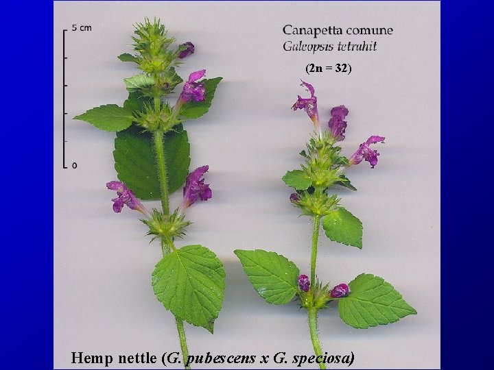 (2 n = 32) Hemp nettle (G. pubescens x G. speciosa) 