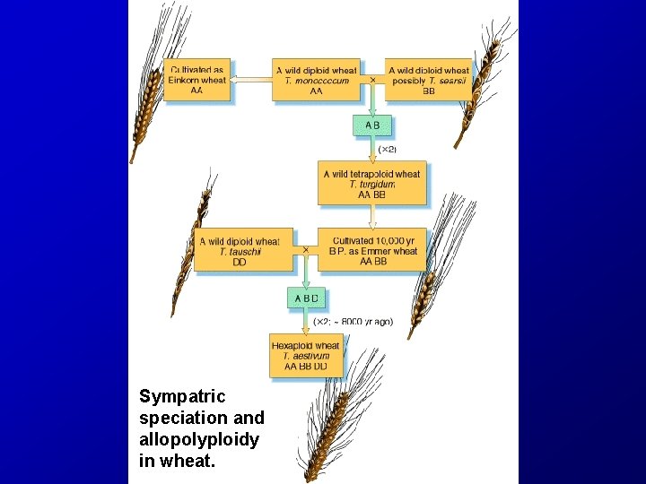 Sympatric speciation and allopolyploidy in wheat. 