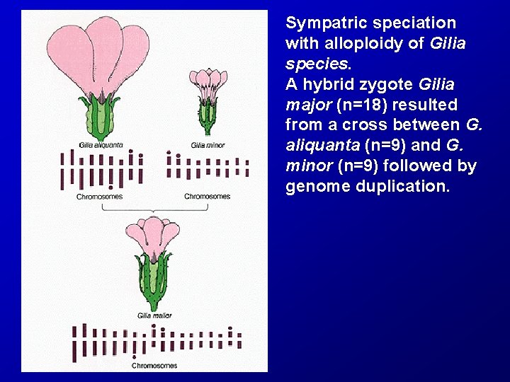 Sympatric speciation with alloploidy of Gilia species. A hybrid zygote Gilia major (n=18) resulted