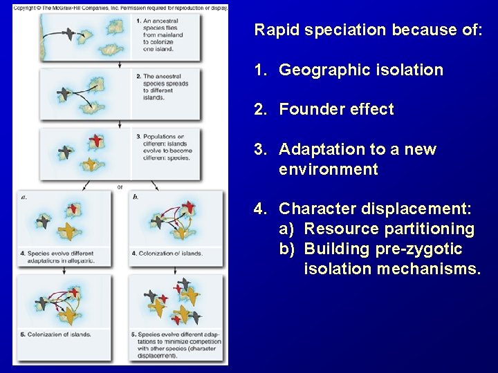 Rapid speciation because of: 1. Geographic isolation 2. Founder effect 3. Adaptation to a