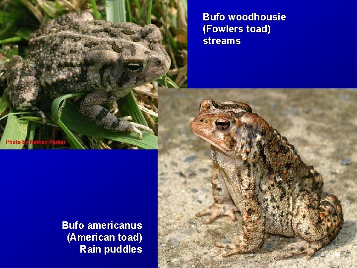 Bufo woodhousie (Fowlers toad) streams Bufo americanus (American toad) Rain puddles 