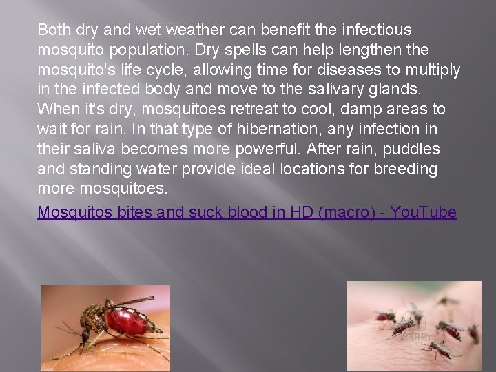 Both dry and wet weather can benefit the infectious mosquito population. Dry spells can