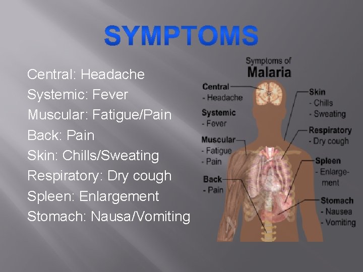 Central: Headache Systemic: Fever Muscular: Fatigue/Pain Back: Pain Skin: Chills/Sweating Respiratory: Dry cough Spleen:
