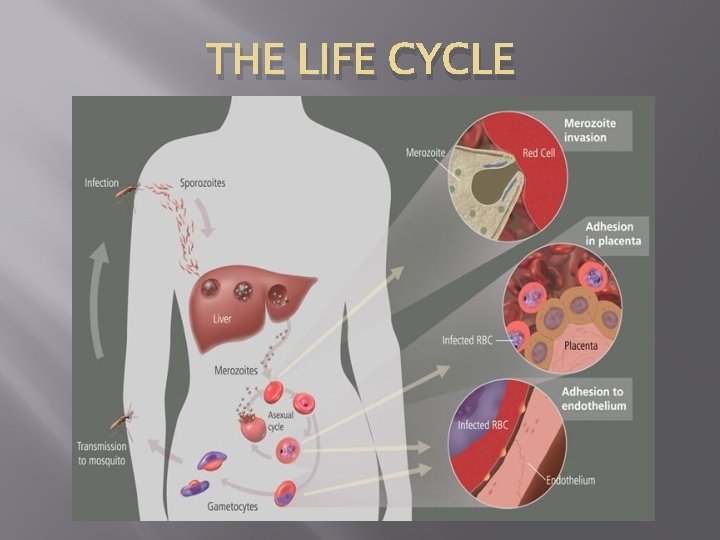 THE LIFE CYCLE 