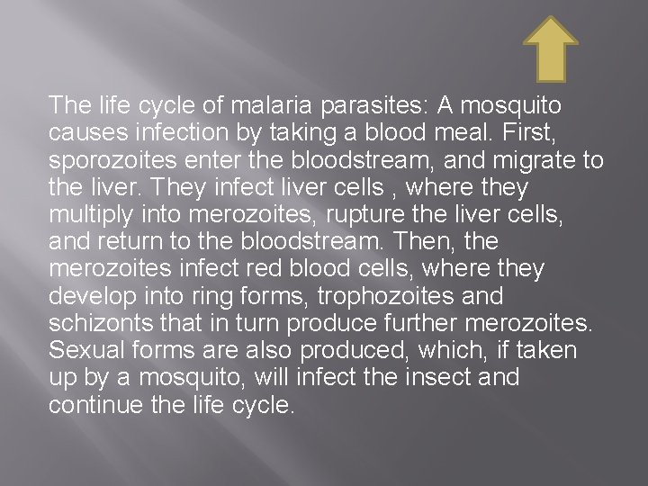 The life cycle of malaria parasites: A mosquito causes infection by taking a blood