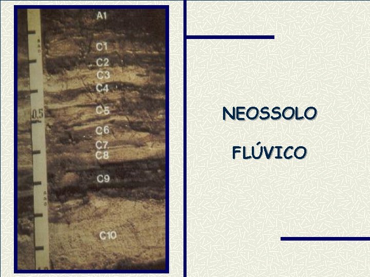 NEOSSOLO FLÚVICO 