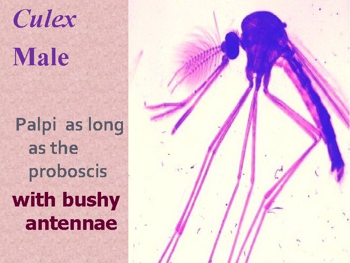 Culex Male Palpi as long as the proboscis with bushy antennae 