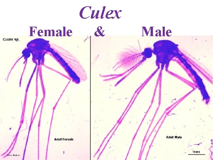 Culex Female & Male 