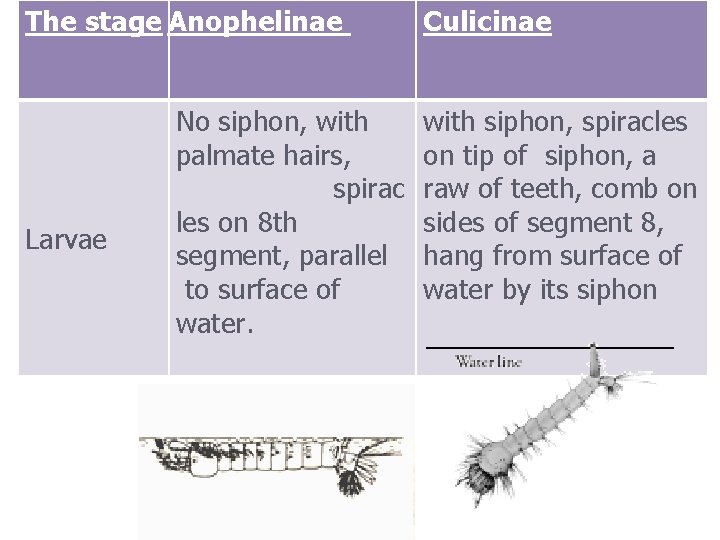 The stage Anophelinae Larvae No siphon, with palmate hairs, spirac les on 8 th