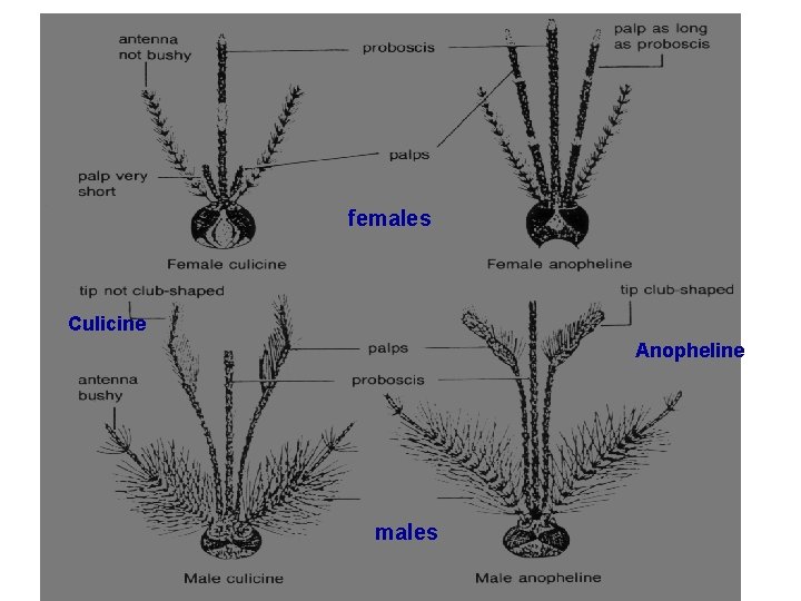 females Culicine Anopheline males 