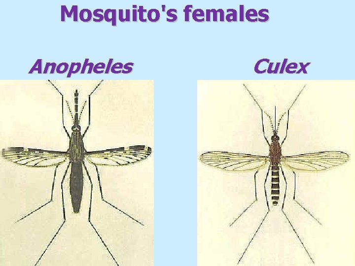 Mosquito's females Anopheles Culex 