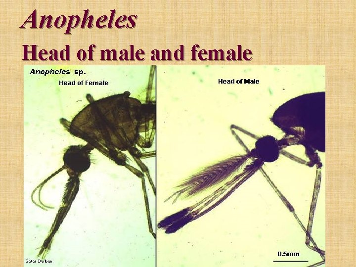 Anopheles Head of male and female 