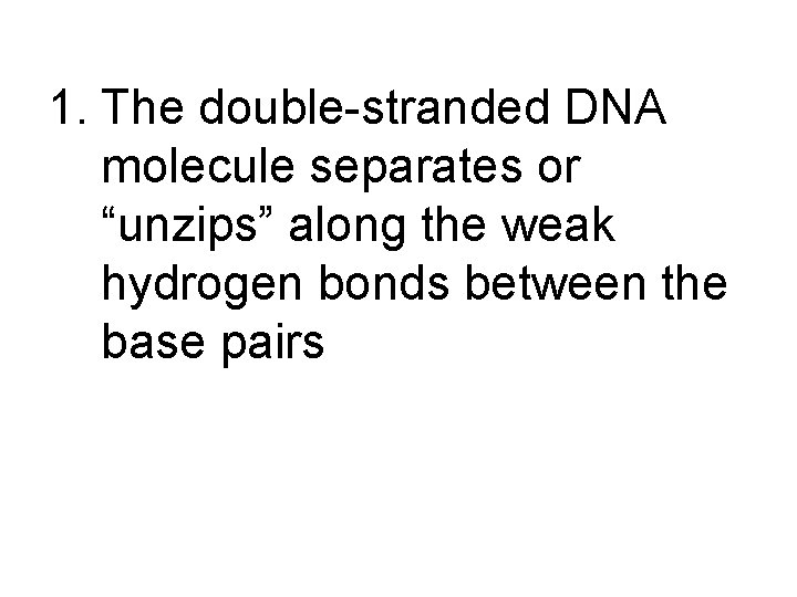 1. The double-stranded DNA molecule separates or “unzips” along the weak hydrogen bonds between