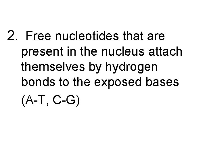 2. Free nucleotides that are present in the nucleus attach themselves by hydrogen bonds