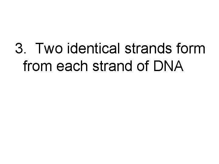 3. Two identical strands form from each strand of DNA 