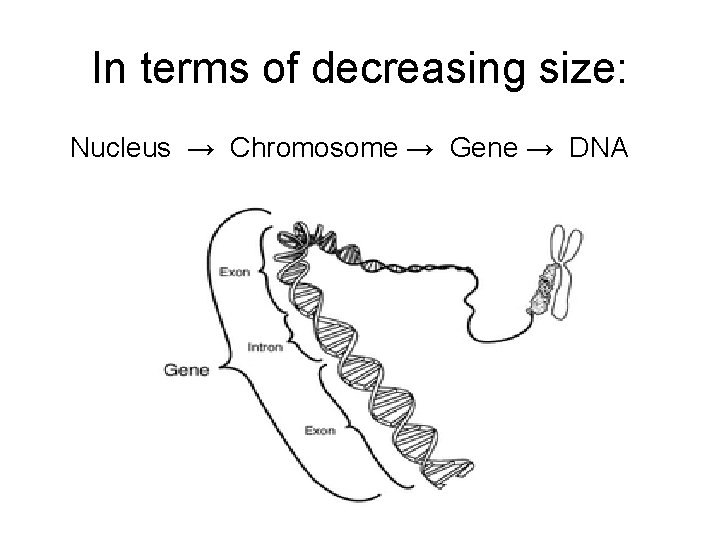 In terms of decreasing size: Nucleus → Chromosome → Gene → DNA 