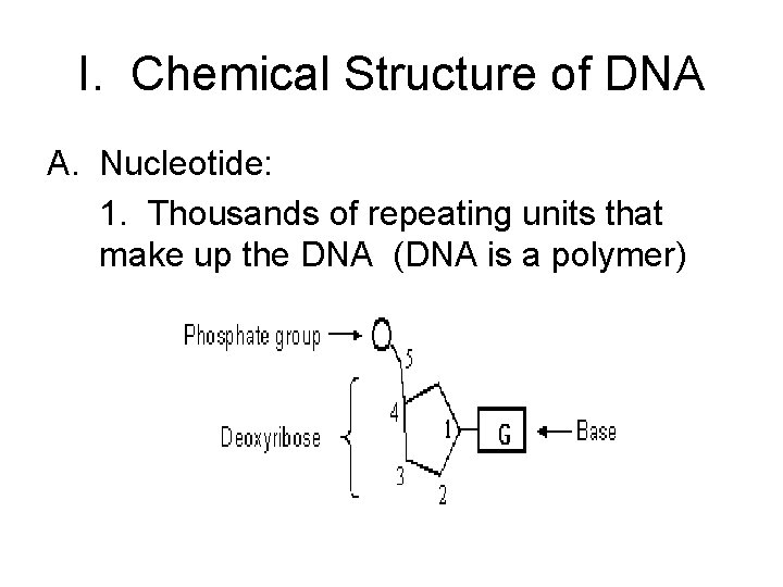 I. Chemical Structure of DNA A. Nucleotide: 1. Thousands of repeating units that make