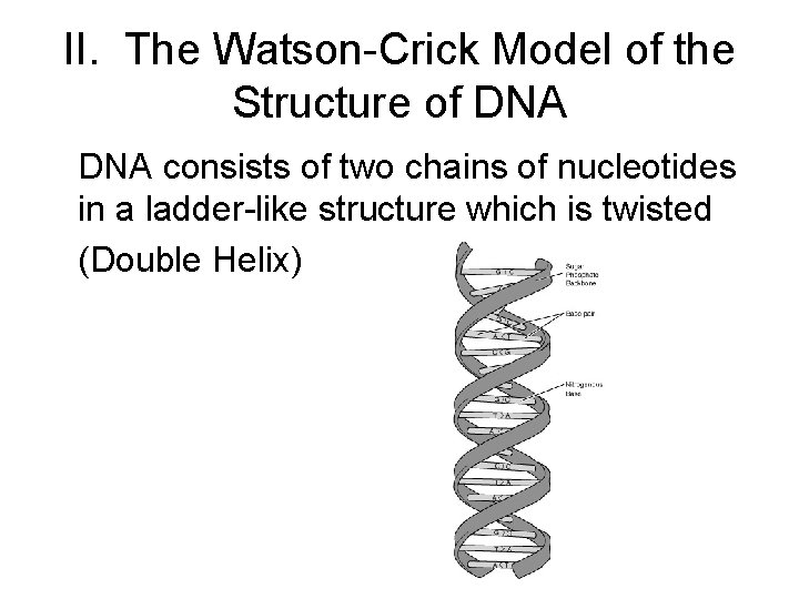 II. The Watson-Crick Model of the Structure of DNA consists of two chains of