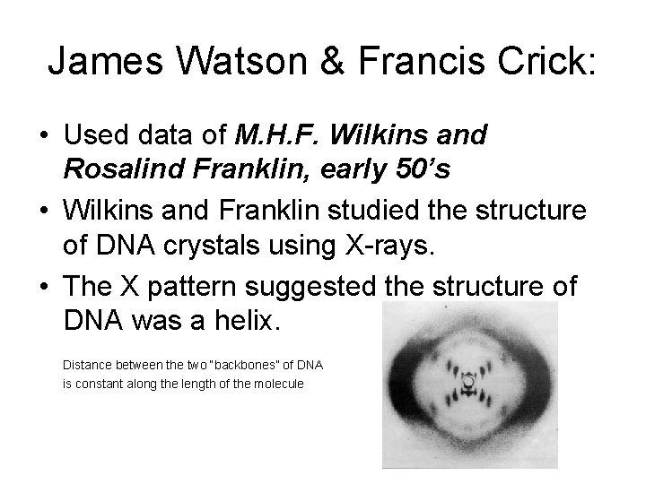 James Watson & Francis Crick: • Used data of M. H. F. Wilkins and