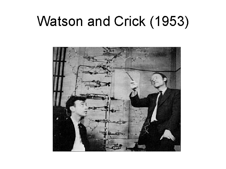 Watson and Crick (1953) 