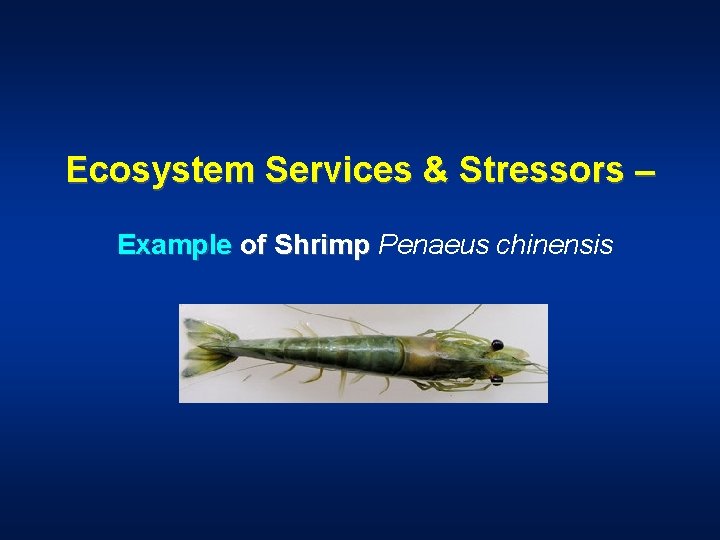 Ecosystem Services & Stressors – Example of Shrimp Penaeus chinensis 