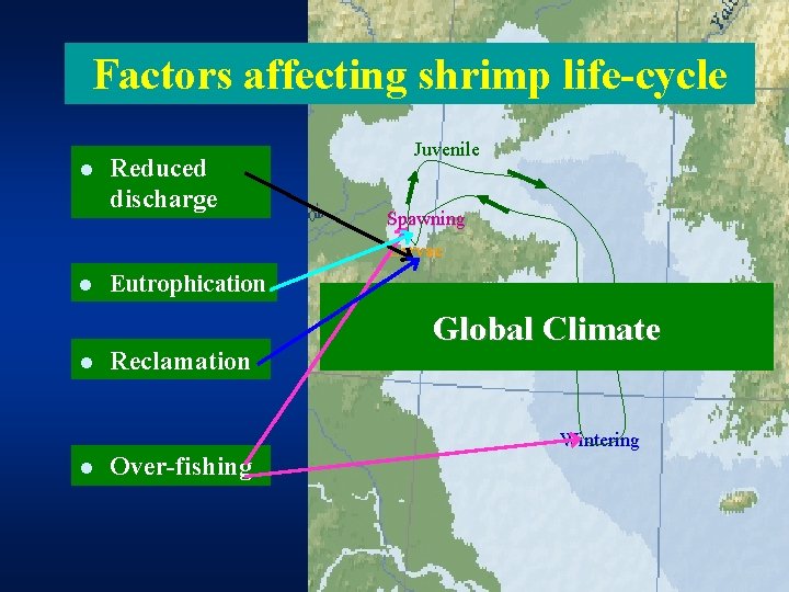 Factors affecting shrimp life-cycle l Reduced discharge Juvenile Spawning Larvae l l Eutrophication Reclamation