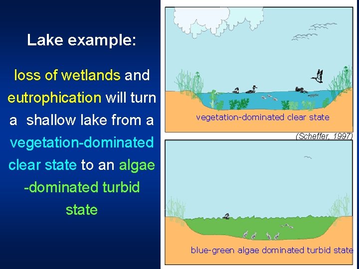 Lake example: loss of wetlands and eutrophication will turn a shallow lake from a