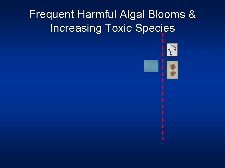 Frequent Harmful Algal Blooms & Increasing Toxic Species Diatoms Dinoflagellates 