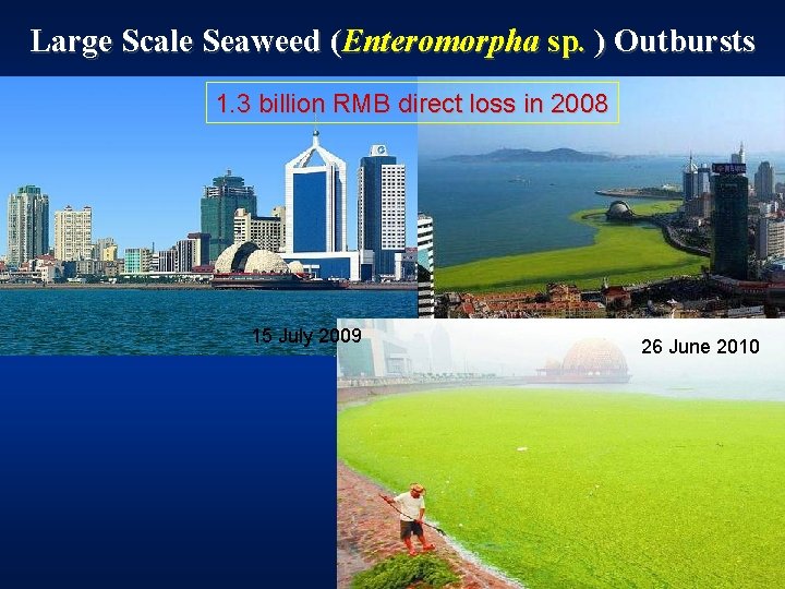 Large Scale Seaweed (Enteromorpha sp. ) Outbursts 1. 3 billion RMB direct loss in