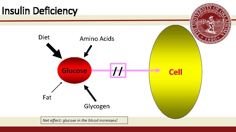 Insulin Deficiency Diet Amino Acids Glucose // Fat Glycogen Net effect: glucose in the