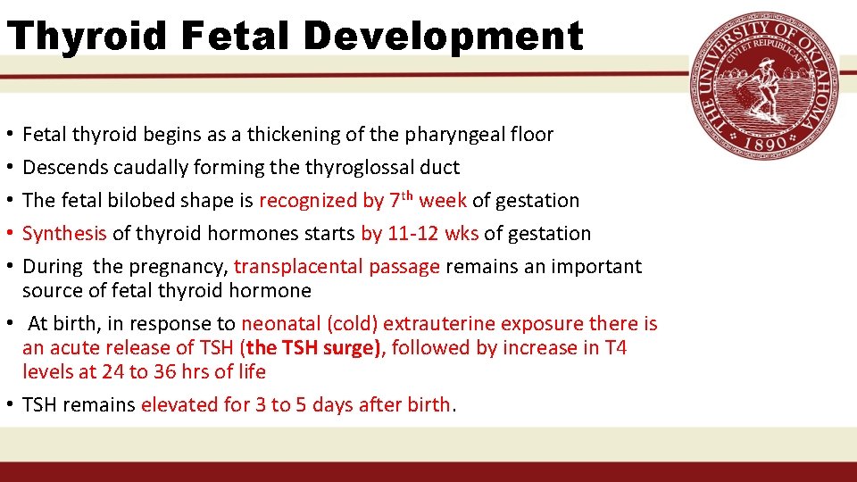 Thyroid Fetal Development Fetal thyroid begins as a thickening of the pharyngeal floor Descends