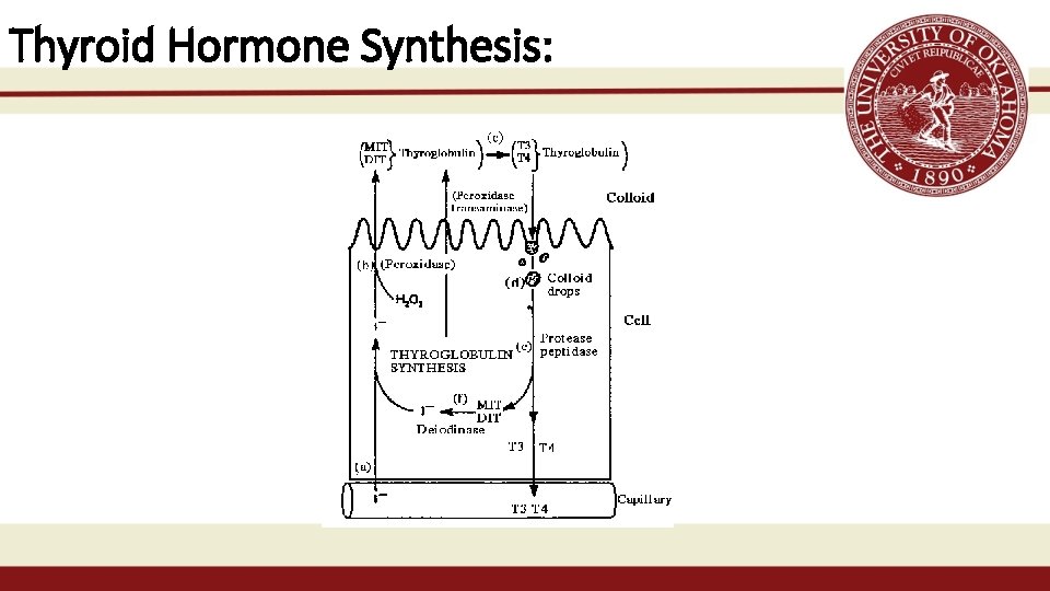 Thyroid Hormone Synthesis: 