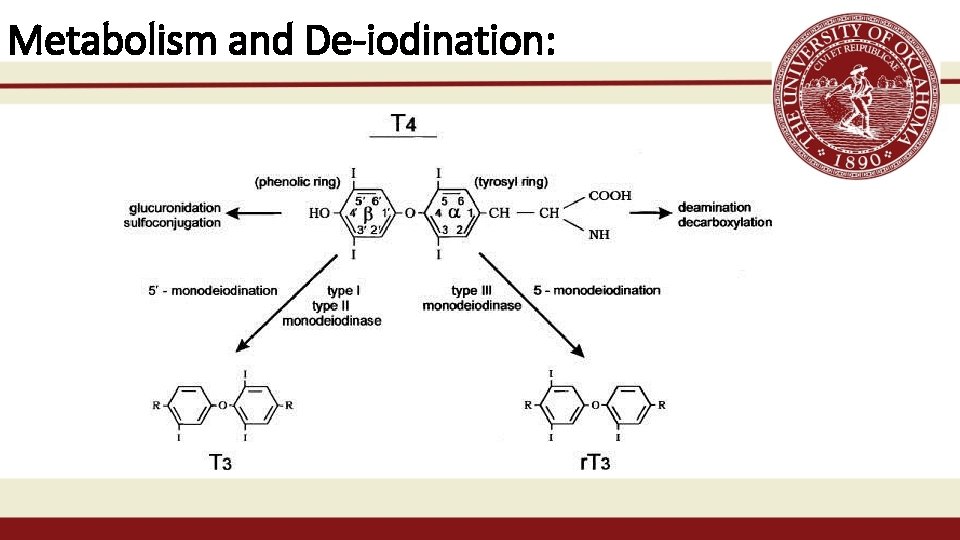 Metabolism and De-iodination: 