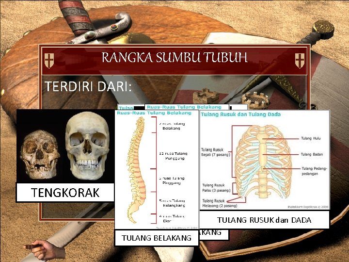 RANGKA SUMBU TUBUH TERDIRI DARI: TENGKORAK TULANG RUSUK dan DADA TULANG BELAKANG 