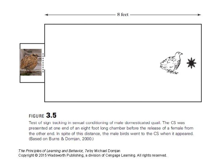 The Principles of Learning and Behavior, 7 e by Michael Domjan Copyright © 2015