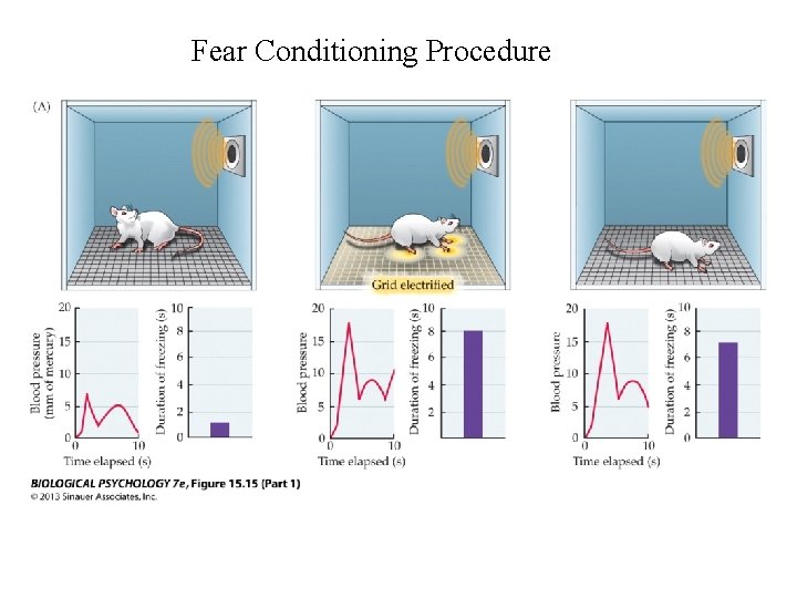 Fear Conditioning Procedure 