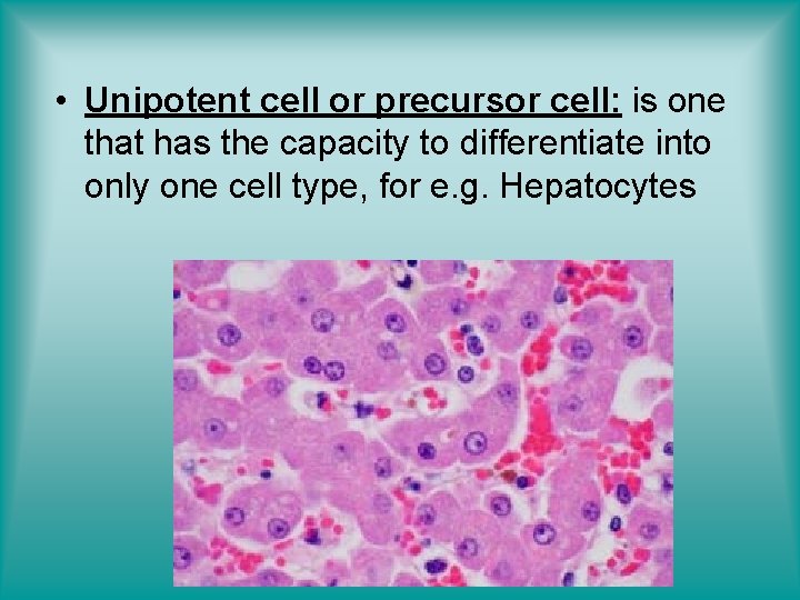  • Unipotent cell or precursor cell: is one that has the capacity to