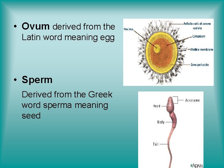  • Ovum derived from the Latin word meaning egg • Sperm Derived from